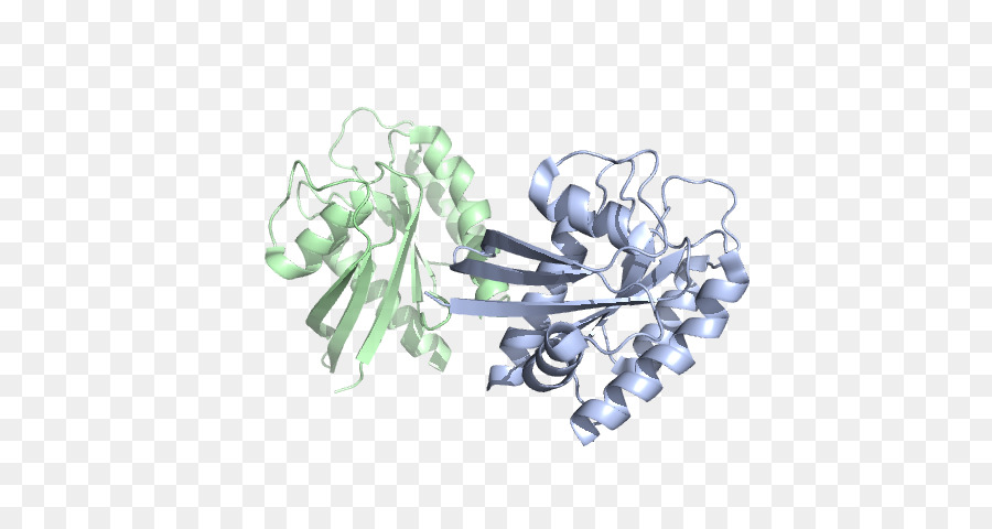 Protein Yapısı，Molekül PNG