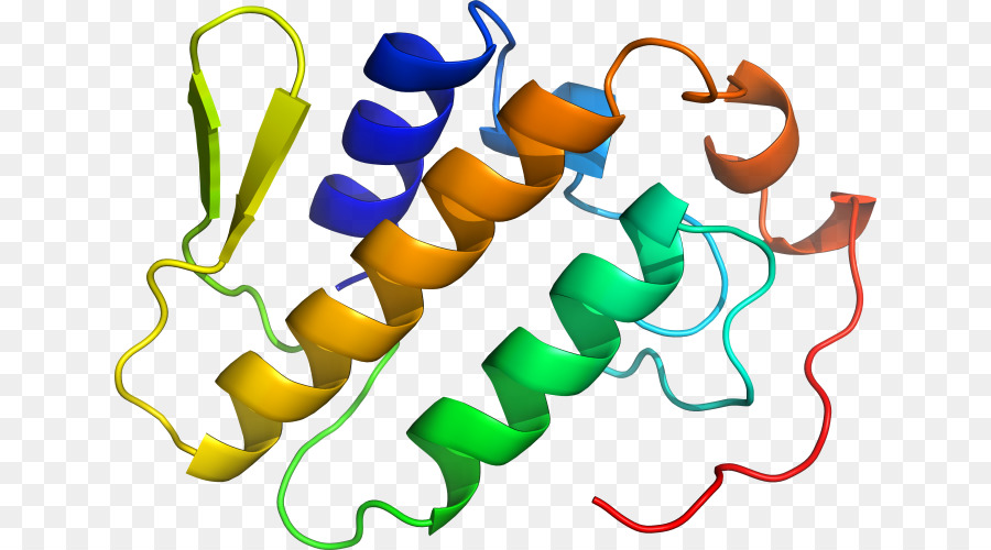 Protein Yapısı，Molekül PNG