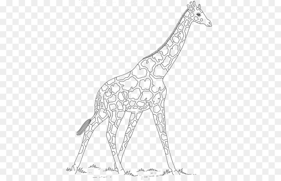 Zürafa，Hat Sanatı PNG