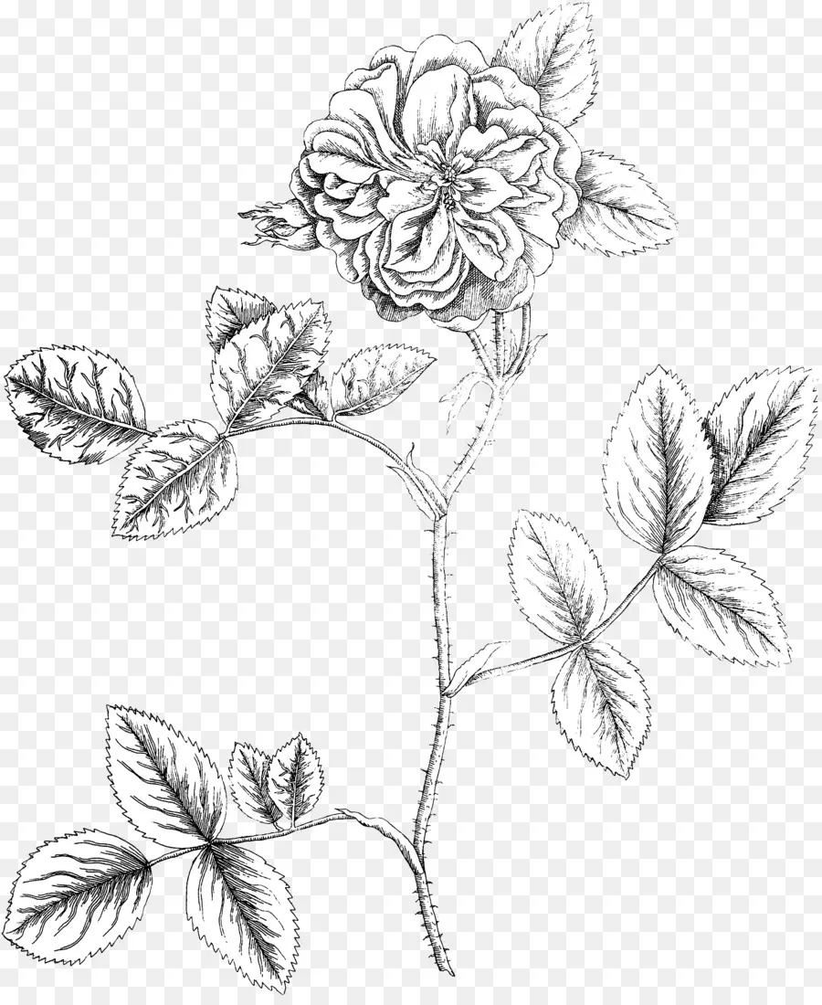 çiçek Tasarımı，Botanik PNG
