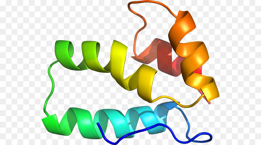 Protein Yapısı，Molekül PNG