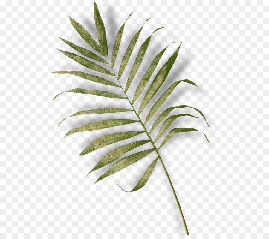 Arecaceae，Yaprak PNG