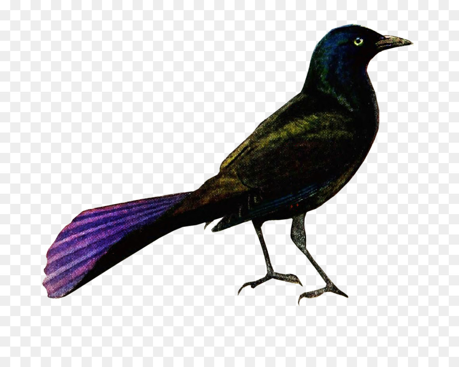Yeni Kaledonian Crow，Kuş PNG