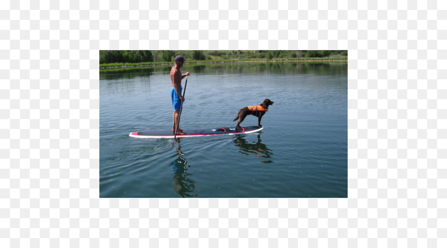 Stand Up Paddleboarding，Paddleboarding PNG