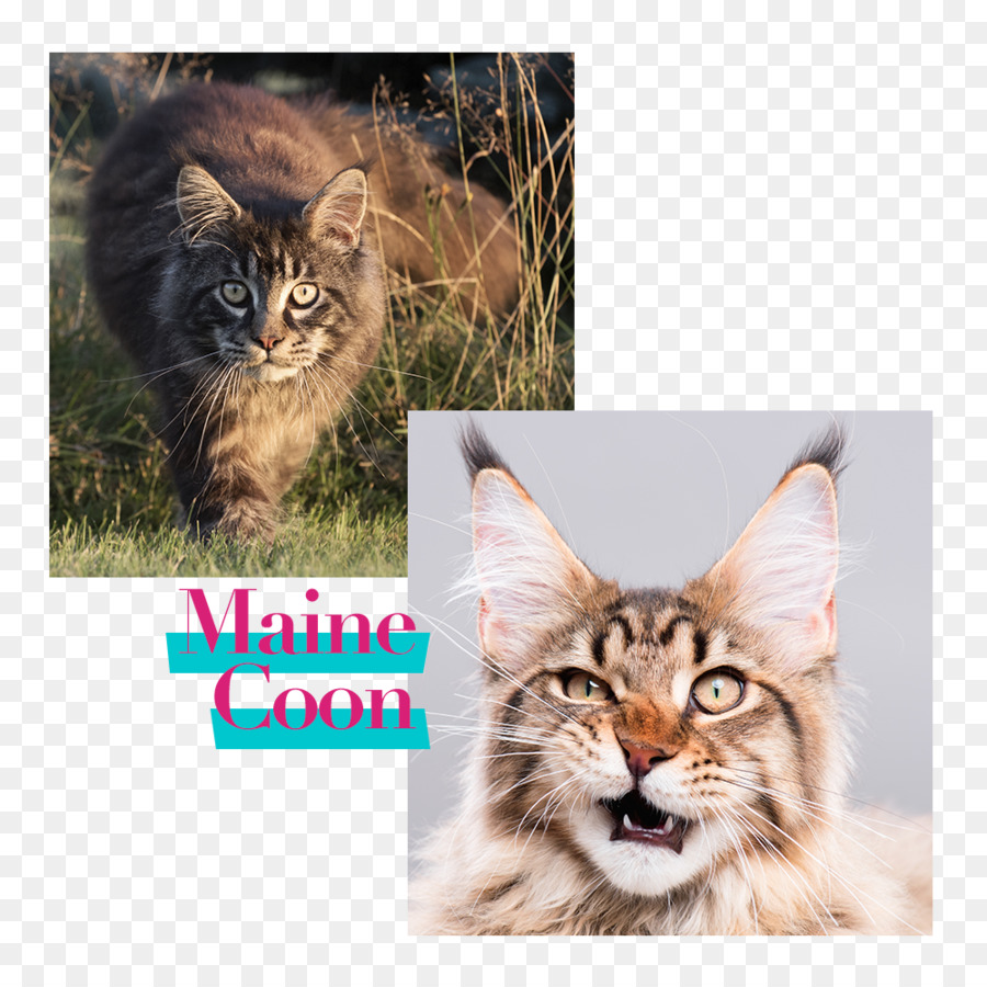 Maine Coon，Kedi Maması PNG