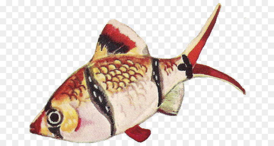 Fauna，Balık PNG