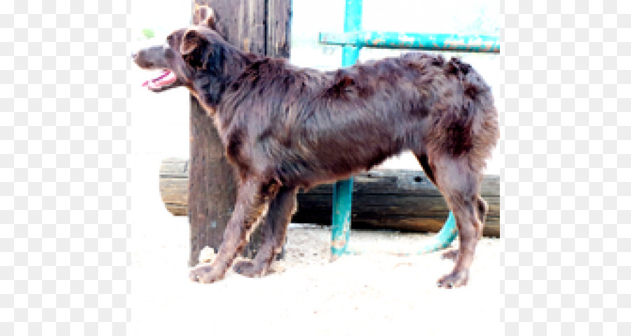 Köpek ırkı，Avustralya çoban PNG