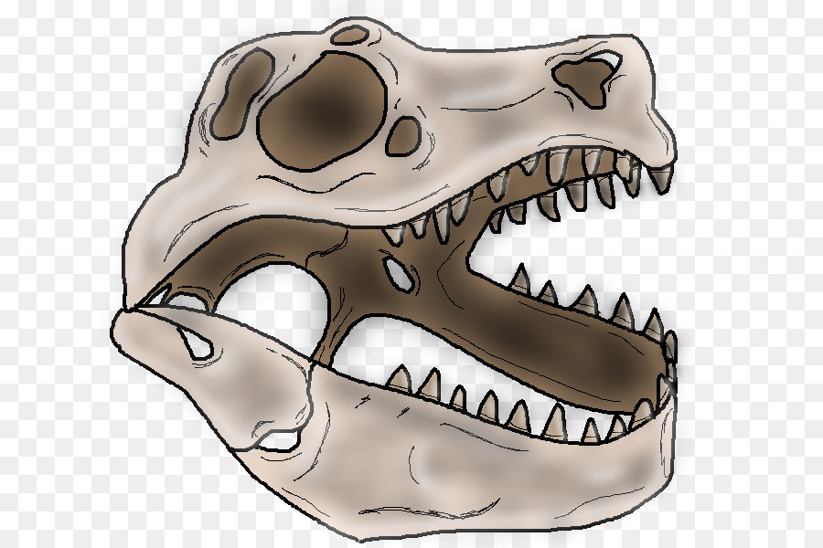 Kafatası，Dinozor PNG