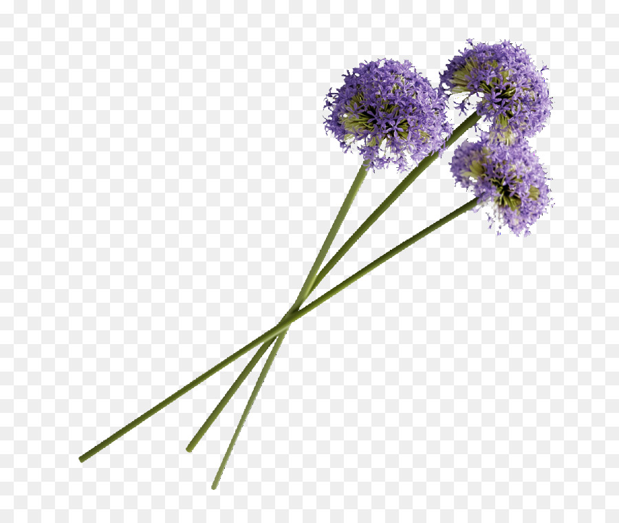 Mor，çiçek PNG