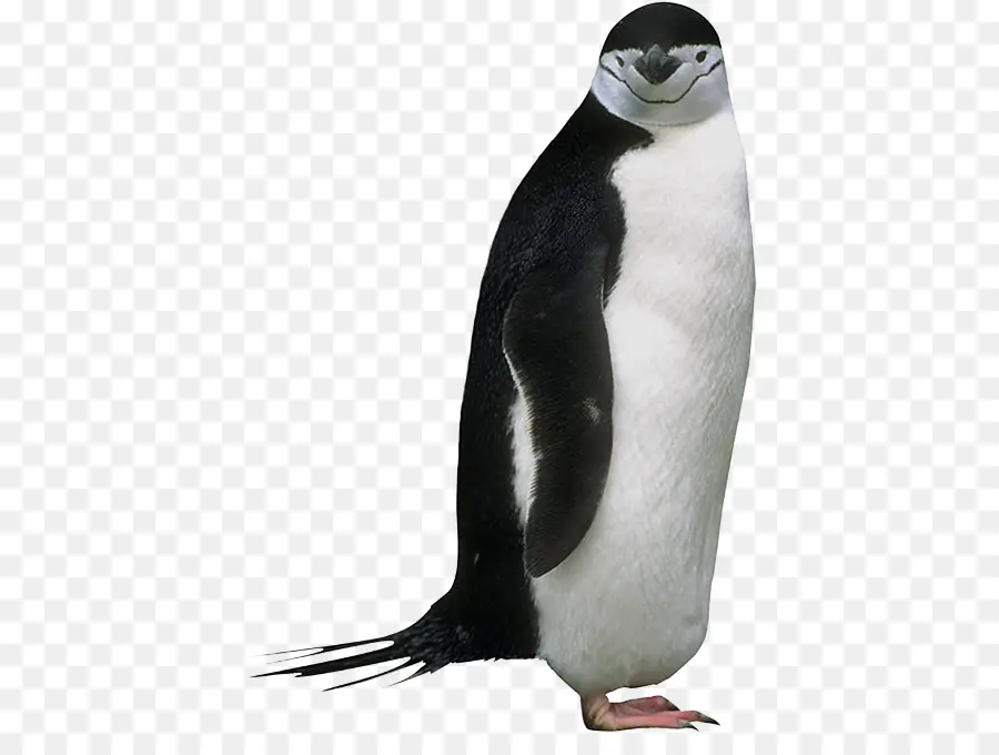 Penguen，Kuş PNG