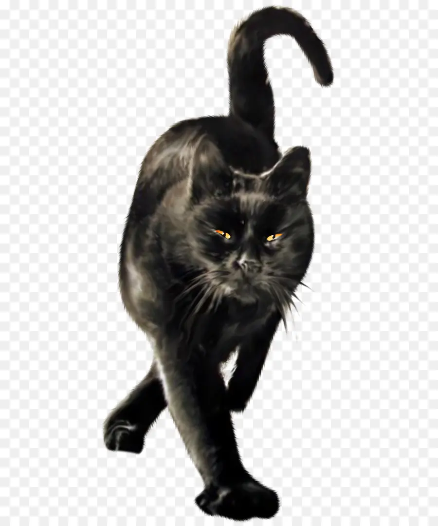 Siyah Kedi，Bombay Kedi PNG