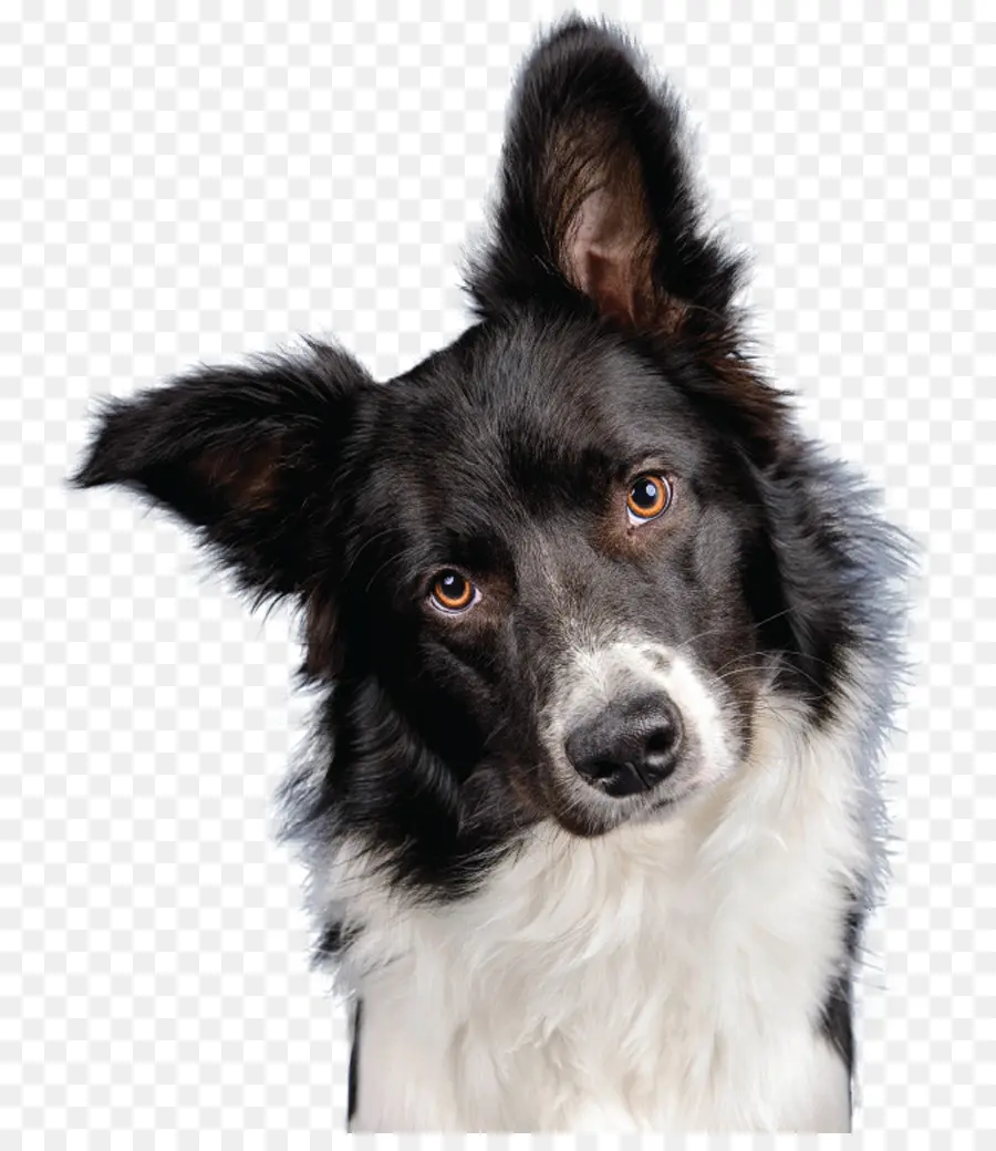 Köpek，Evcil Hayvan PNG