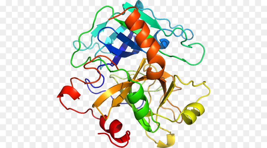 Protein Yapısı，Molekül PNG