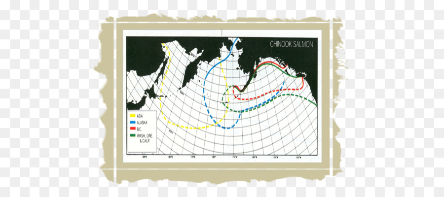 Chinook Somon，Gökkuşağı Alabalık PNG