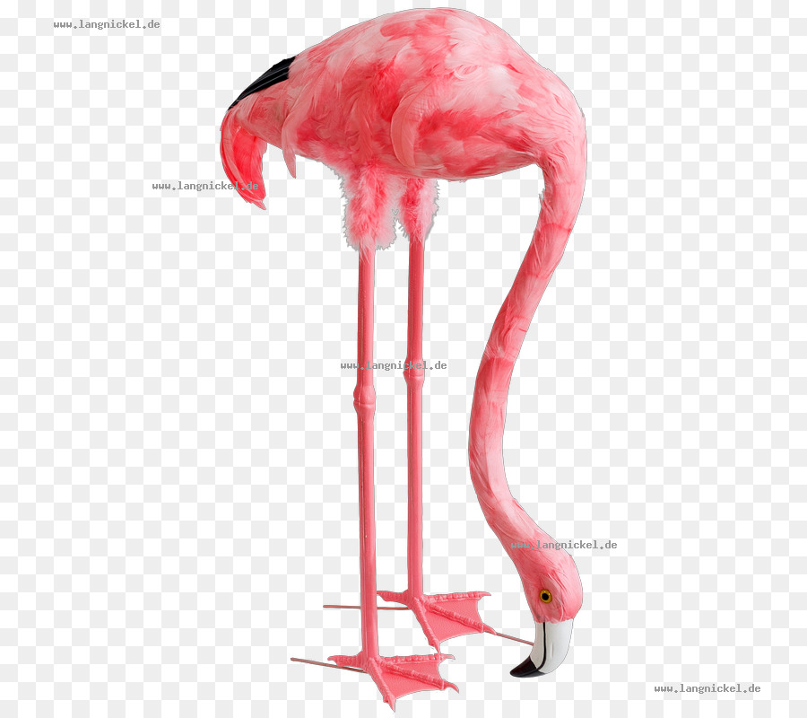 Flamingo，Pembe PNG