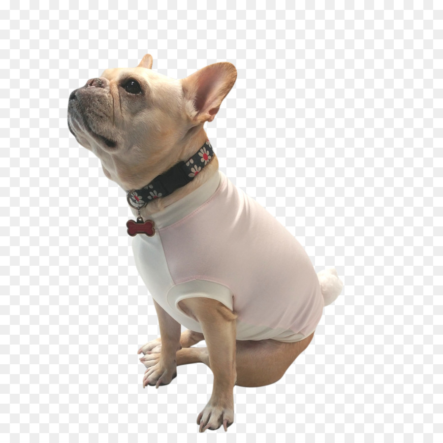 Fransız Bulldog，Buldok PNG