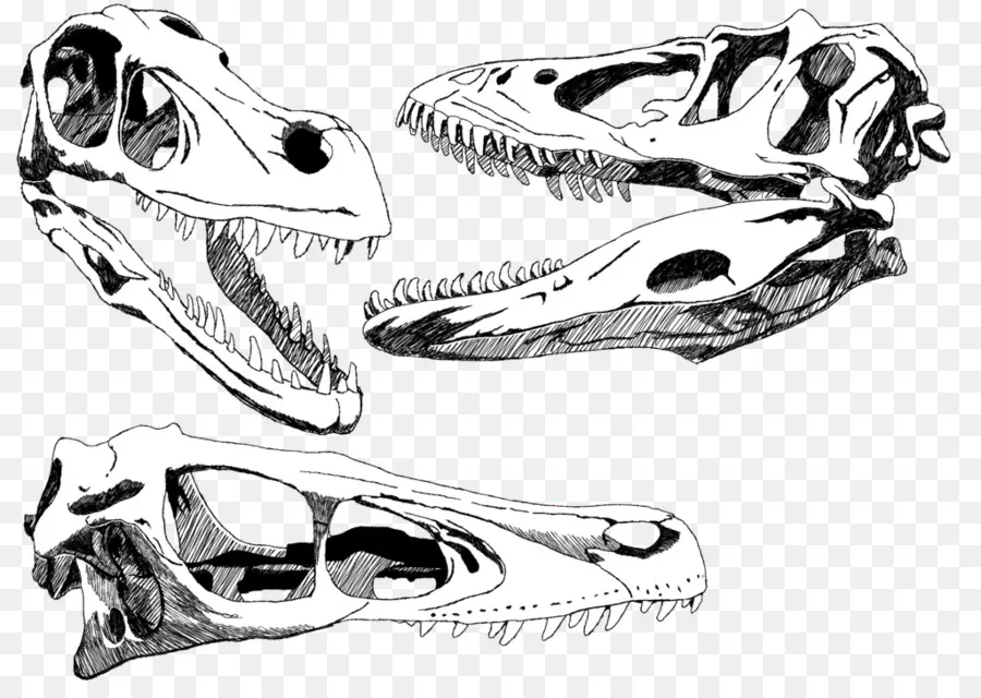 Velociraptor，Kafatası PNG