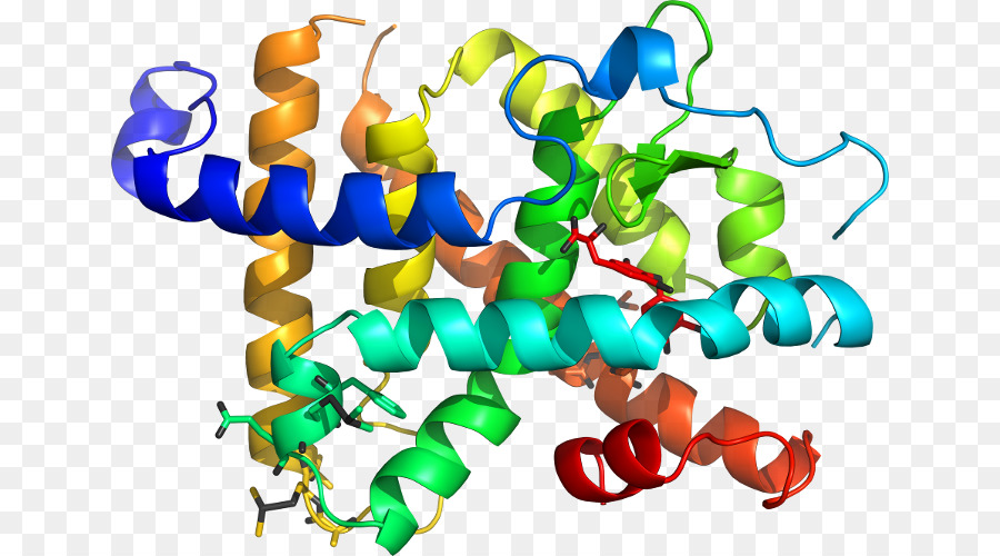 Protein Yapısı，Biyoloji PNG