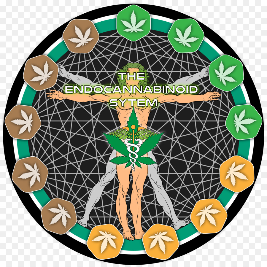 Kannabinoid，Endocannabinoid Sistemi PNG