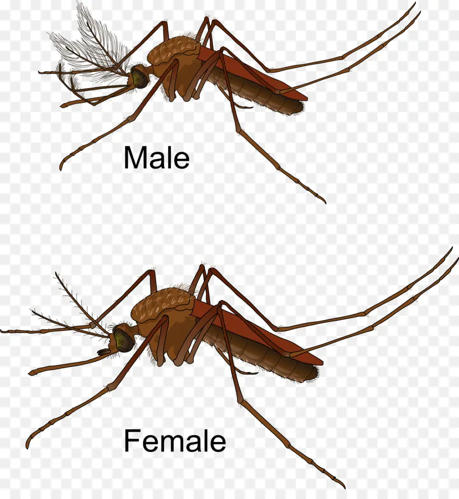Sarı Humma Sivrisinek，Kadın PNG