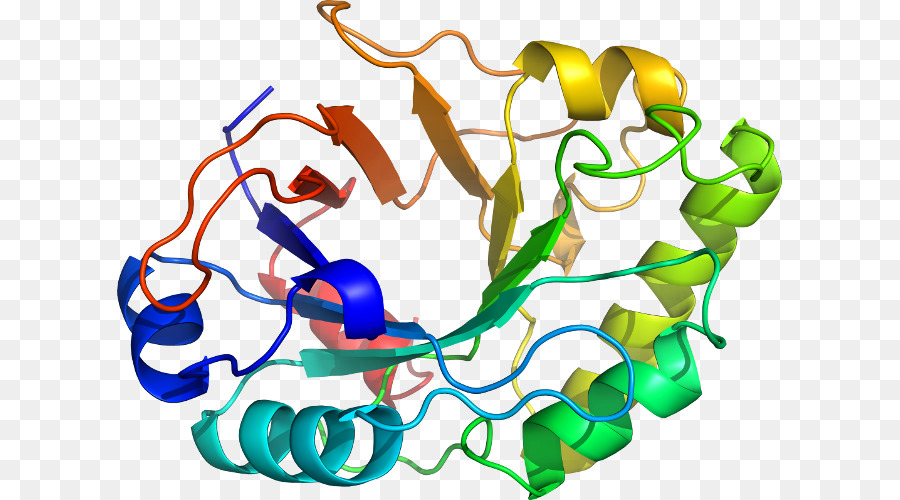 Protein，Molekül PNG