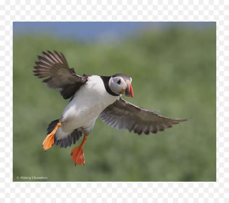 Puffin，Gaga PNG