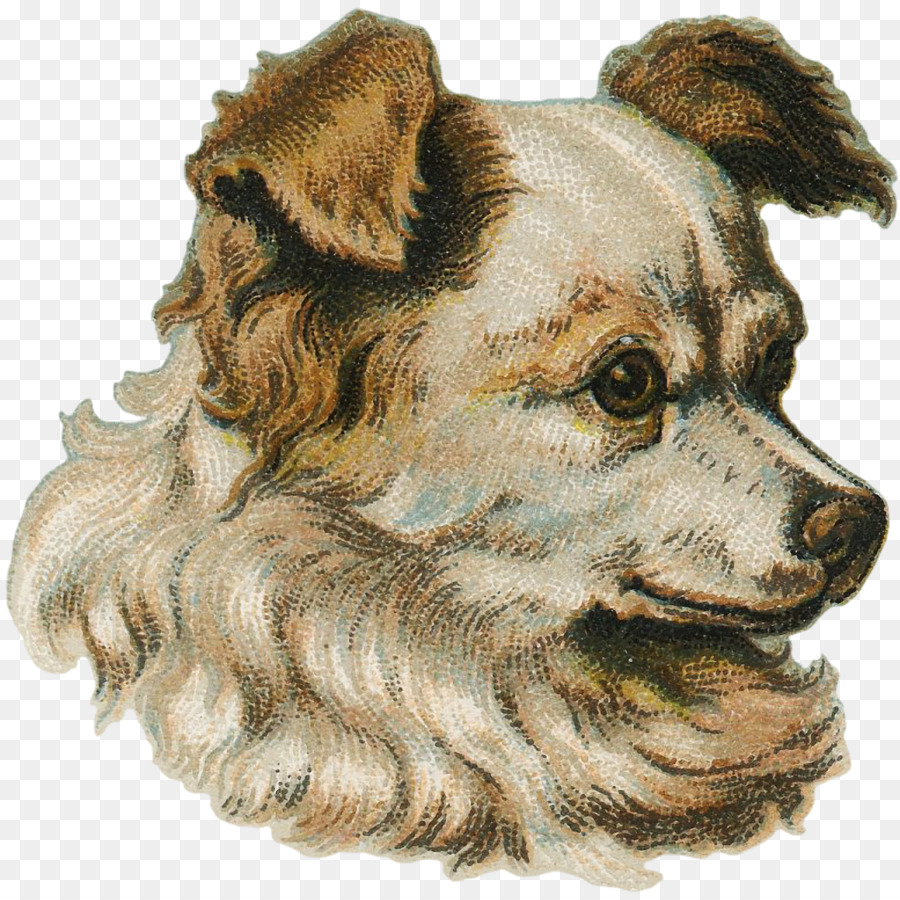 Arkadaşı Köpek，Köpek PNG