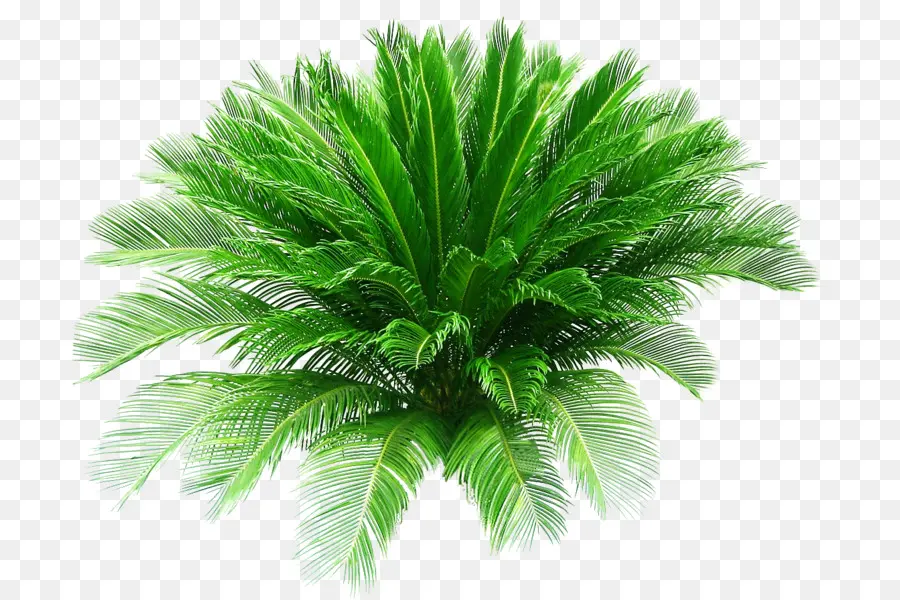 Sago Palm，Highmy Date Palm PNG
