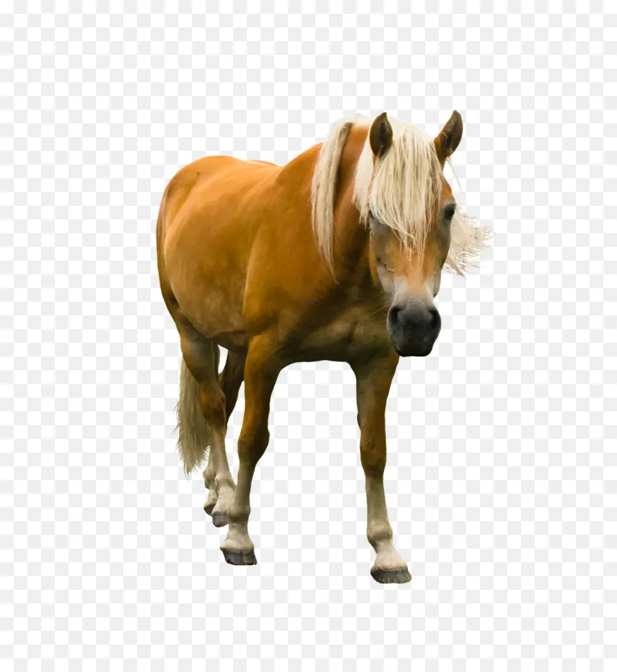 Haflinger，Midilli PNG