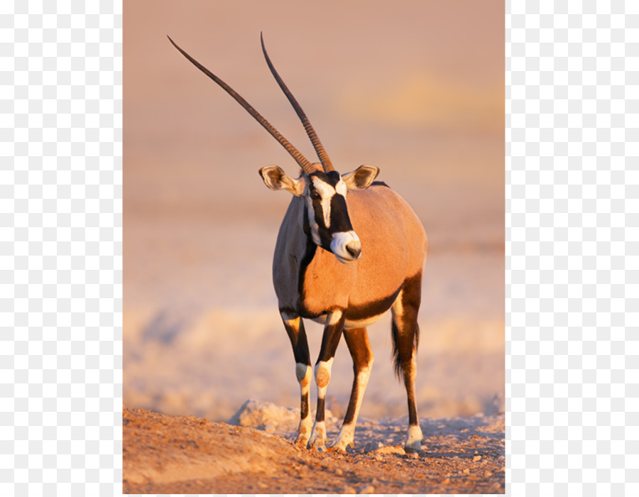 Gemsbok，Namibya PNG