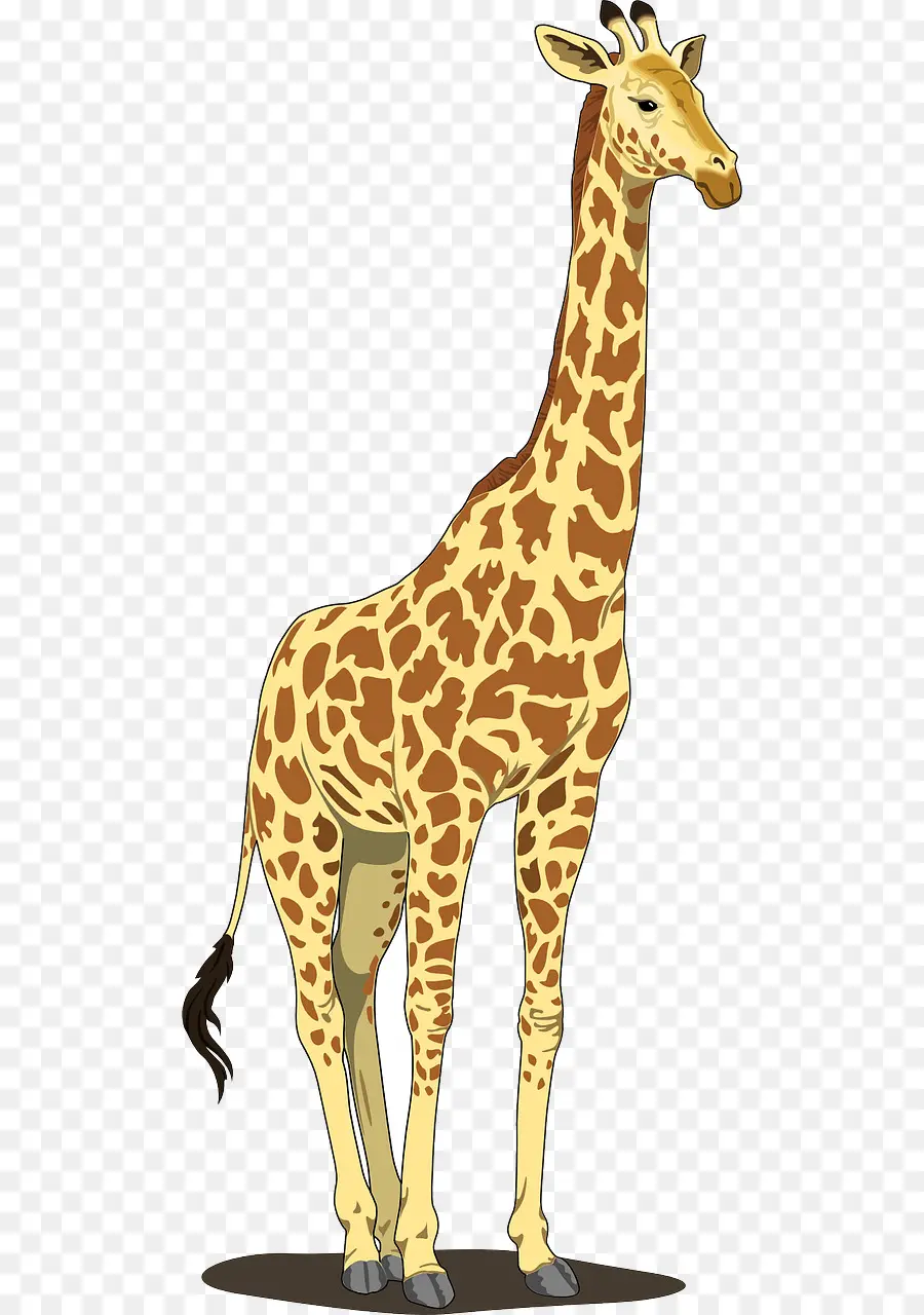 Zürafa，6 Iphone PNG
