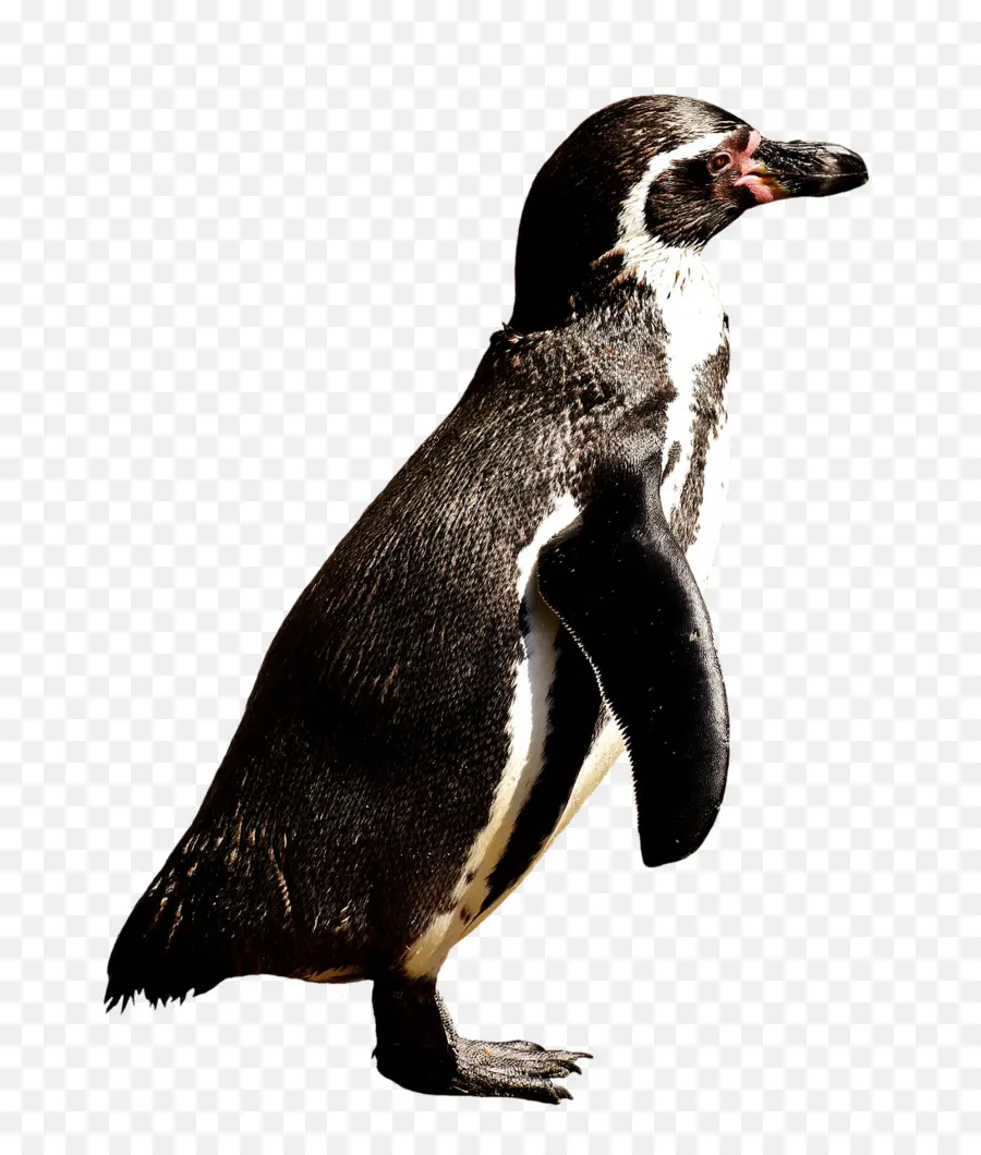 Penguen，Kuş PNG