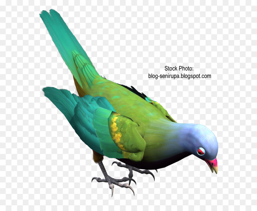 Papağan，Sanat PNG