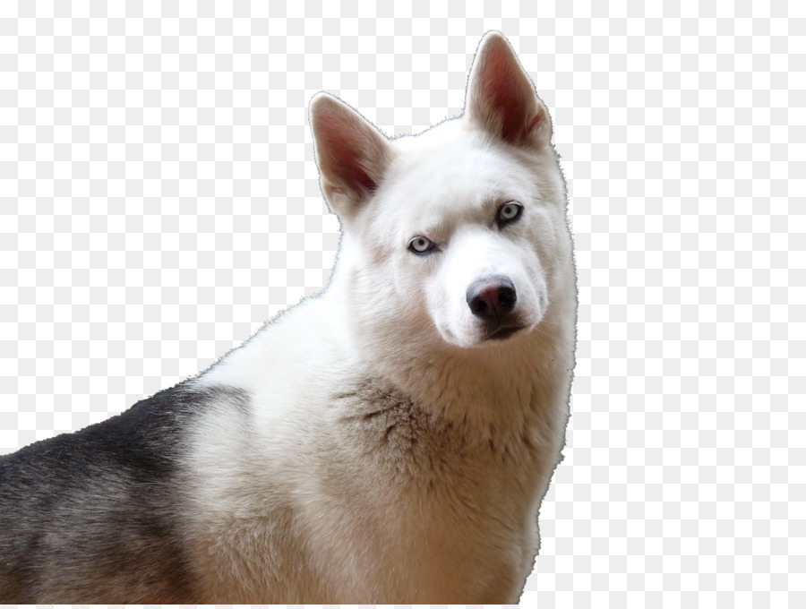 Husky，Köpek PNG