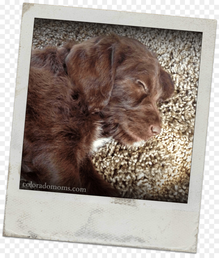 Boykin Spaniel，Cockapoo PNG