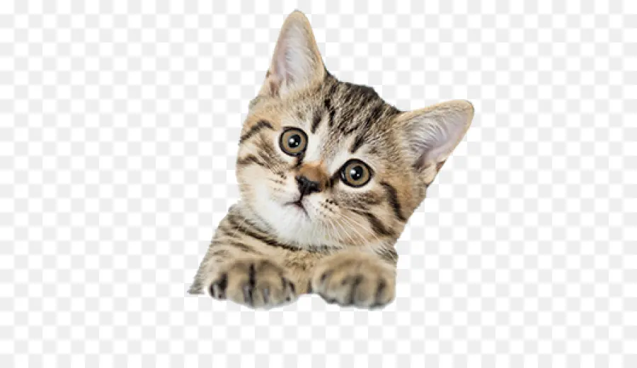 Şirin Kedi Yavrusu，Kedi PNG