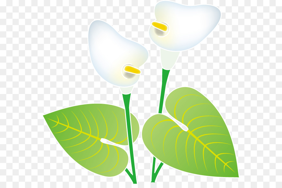 Yaprağı，çiçekli Bitki PNG