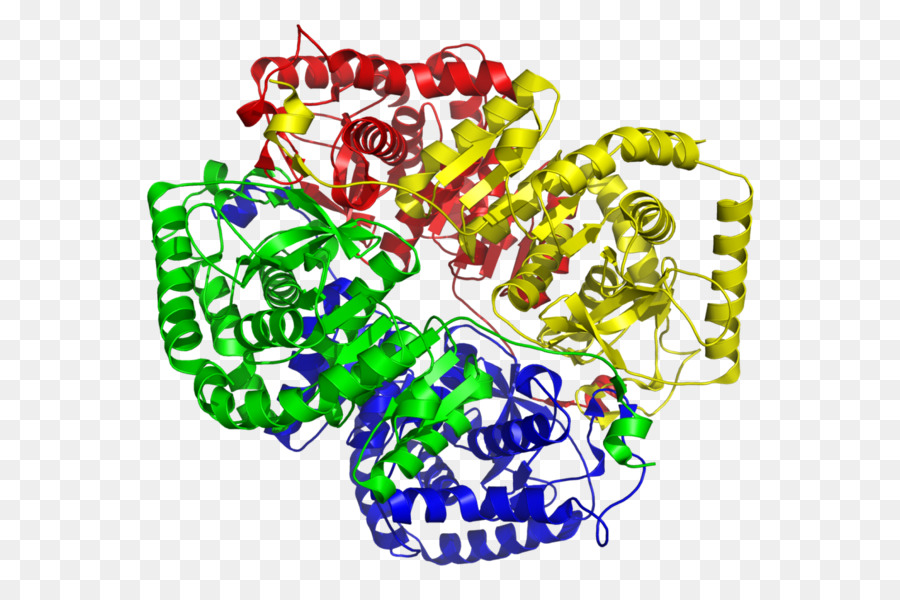 Protein Yapısı，Molekül PNG