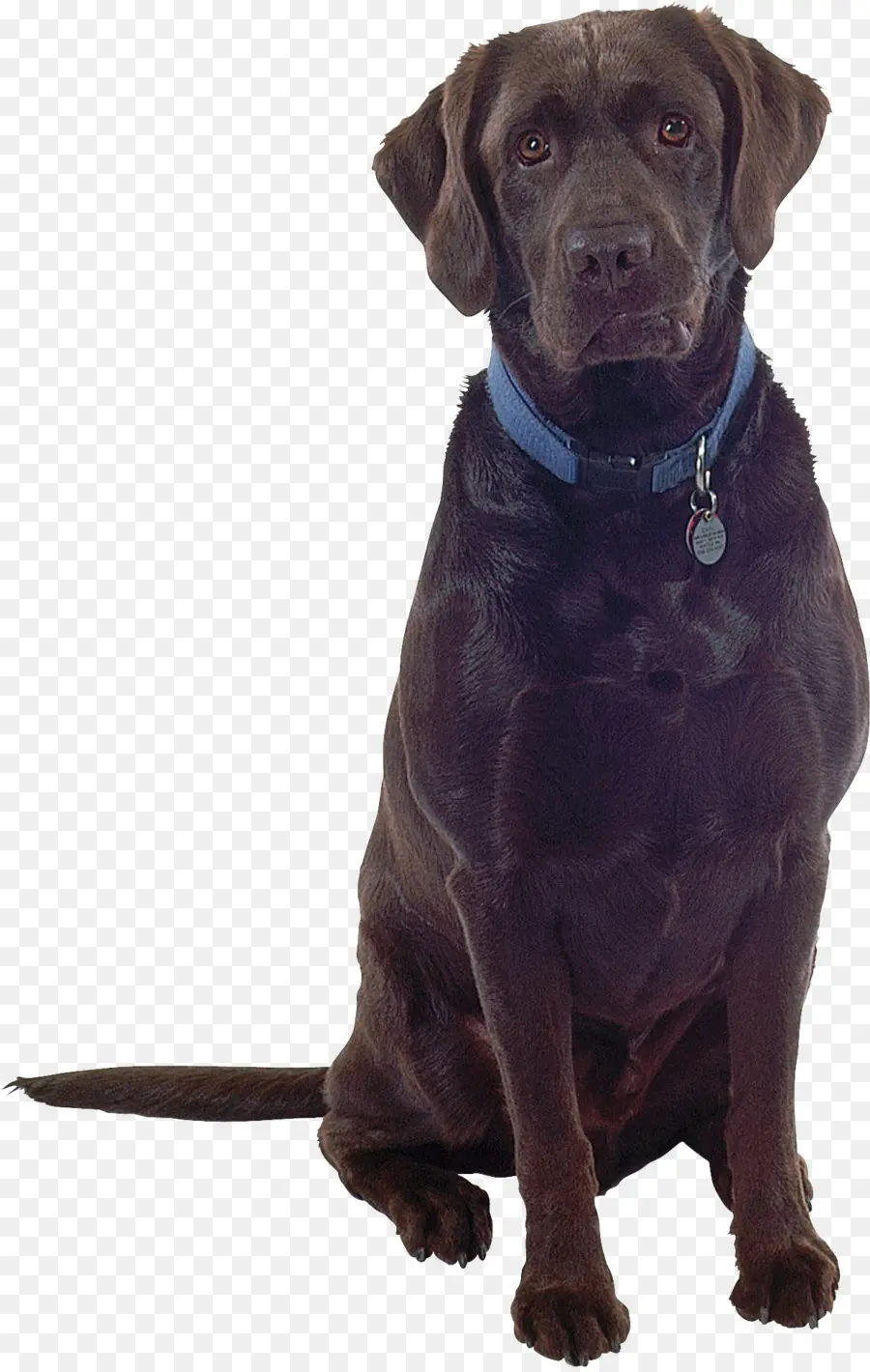 Labrador Retriever，Köpek ırkı PNG