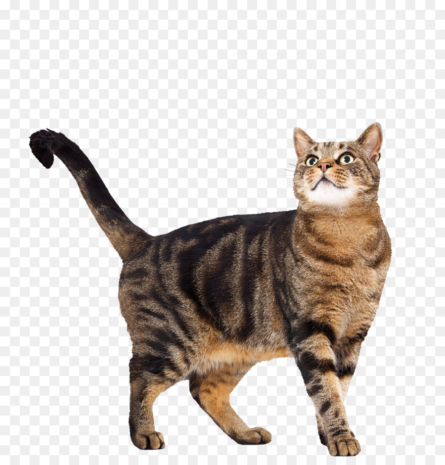 Kedi，Evcil Hayvan PNG