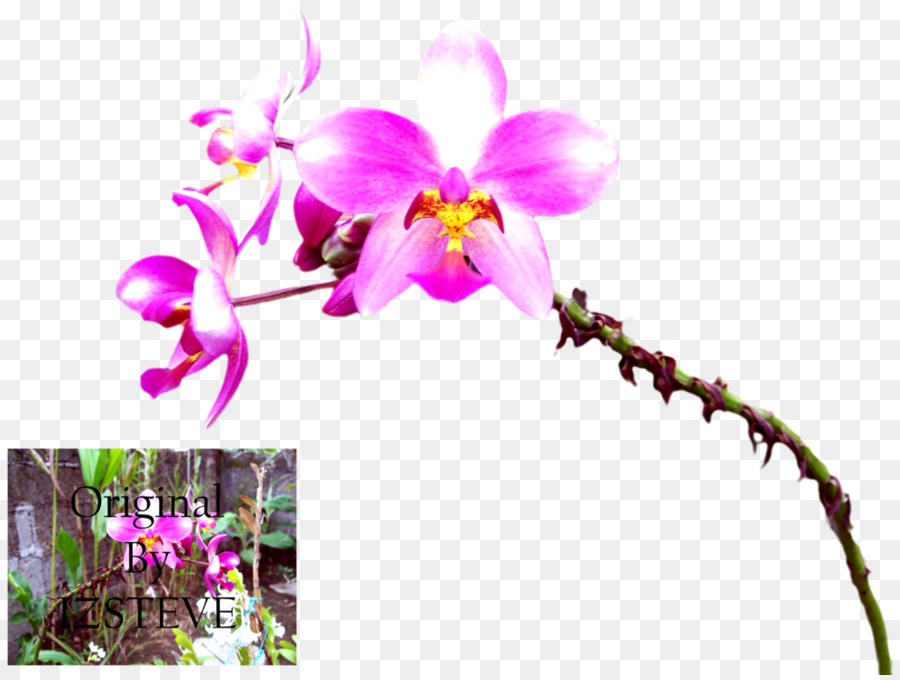 Phalaenopsis In，Cattleya Orkideleri PNG