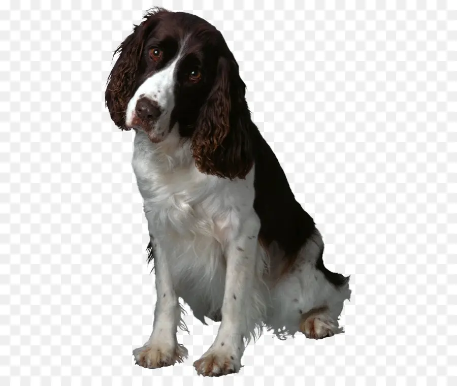 Köpek，Köpek Yavrusu PNG