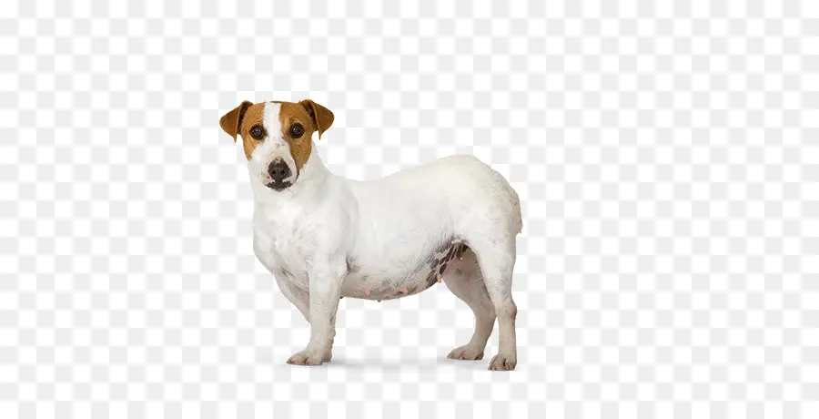 Köpek，Evcil Hayvan PNG