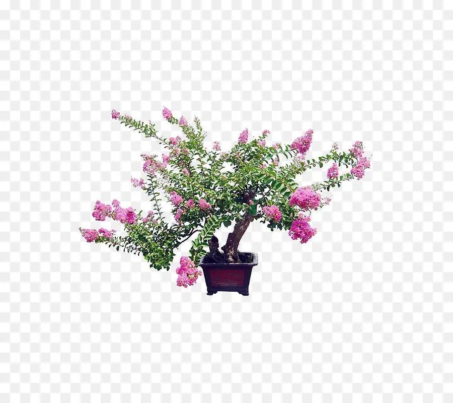 Pembe Çiçekli Bonsai Ağacı，Bonzai PNG