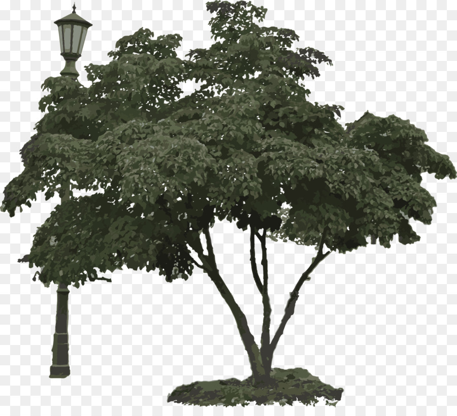 Bonsai，Dallanma PNG