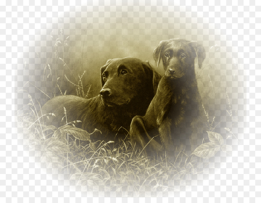 Labrador Retriever，Boykin Spaniel PNG