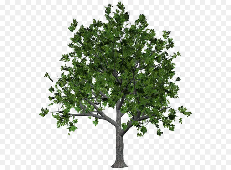 Ağaç，Ahşap PNG