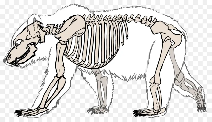 Ayı İskeleti，Kemikler PNG