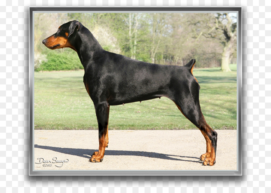 Doberman，Alman Traş PNG