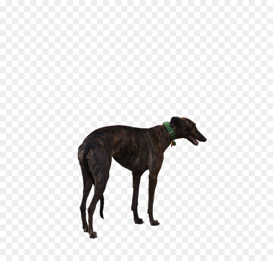 Tazı，İtalyan Greyhound PNG